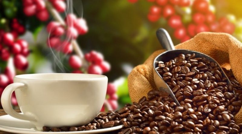 Giá cà phê trực tuyến: Giá cà phê trong nước 90.700 đồng/kg